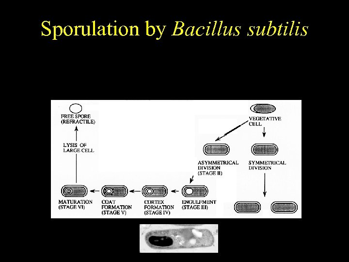 Bacillus subtilis Sporulation by Bacillus subtilis Temporally regulated differentiation 