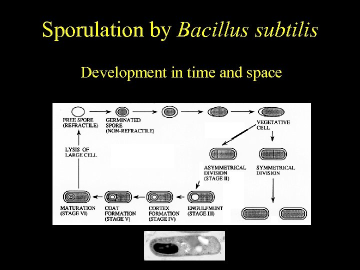 Bacillus subtilis Sporulation by Bacillus subtilis Temporally regulated differentiation Development in time and space