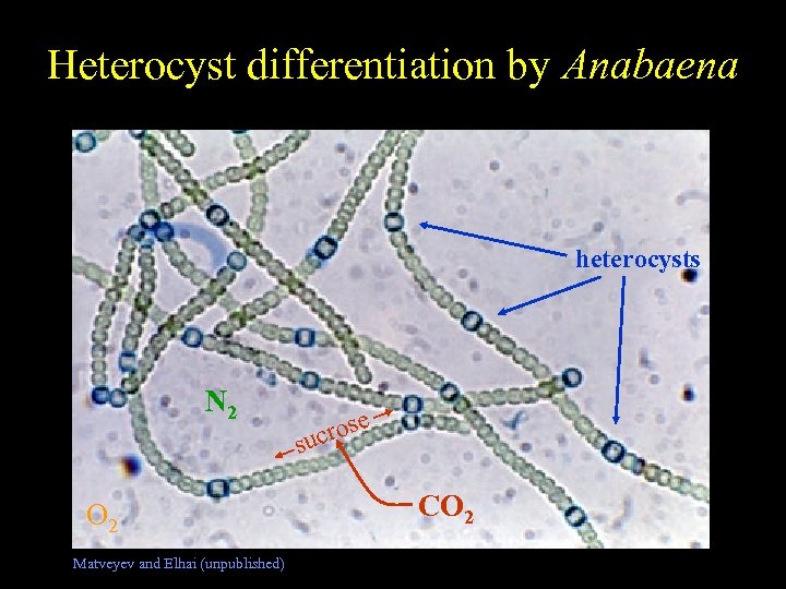 Heterocyst differentiation by Anabaena Free-living Nostoc heterocysts N 2 O 2 Matveyev and Elhai