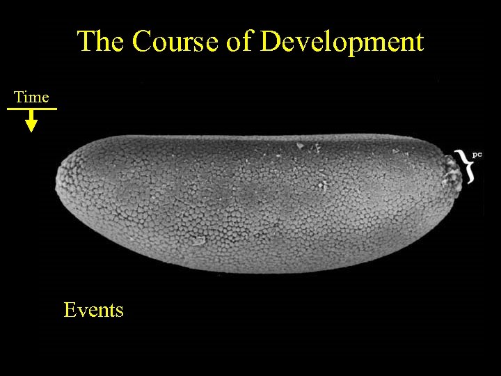 The Course of Development Time Events 