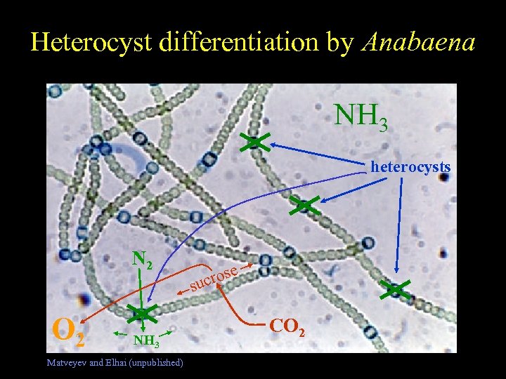 Heterocyst differentiation by Anabaena Free-living Nostoc NH 3 heterocysts N 2 O 2 NH