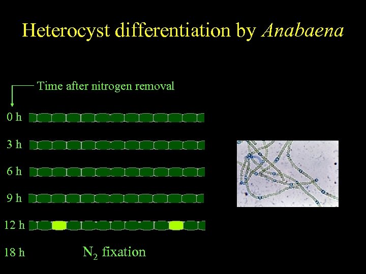 Anabaena Heterocyst differentiation by Anabaena Spatially regulated differentiation Time after nitrogen removal 0 h