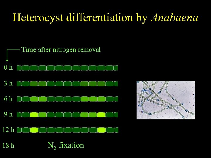 Anabaena Heterocyst differentiation by Anabaena Spatially regulated differentiation Time after nitrogen removal 0 h