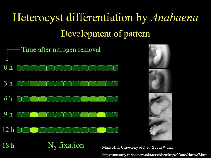 Anabaena Heterocyst differentiation by Anabaena Spatially regulatedof pattern differentiation Development Time after nitrogen removal