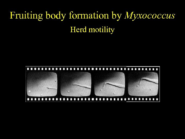 Fruiting body formation by Myxococcus Herd motility 