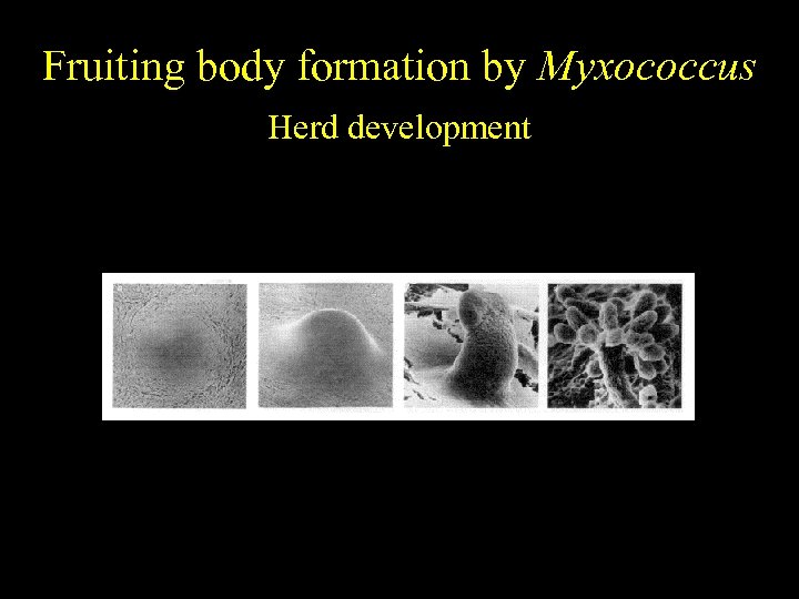 Fruiting body formation by Myxococcus Herd development 