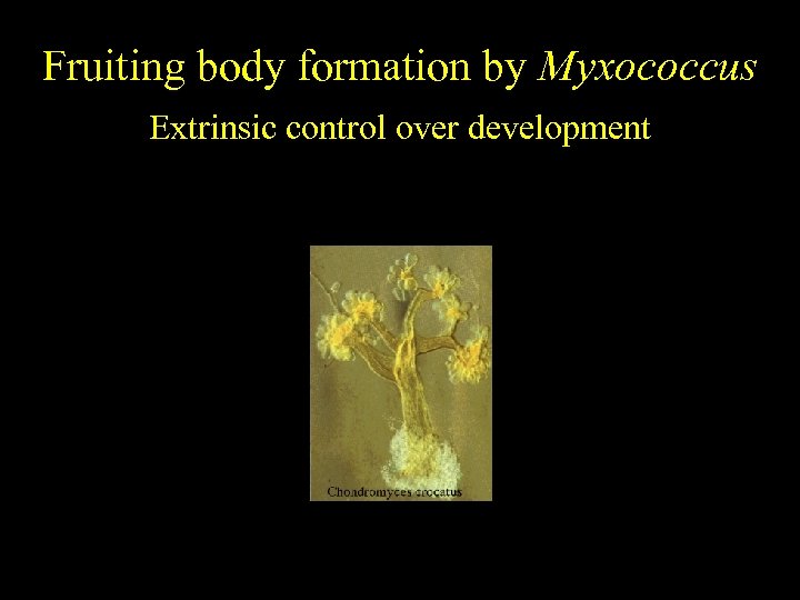 Fruiting body formation by Myxococcus Extrinsic control over development 