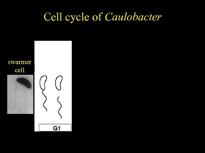 Caulobacter Cell cycle of crescentus Cell cycle-regulated differentiation swarmer cell 