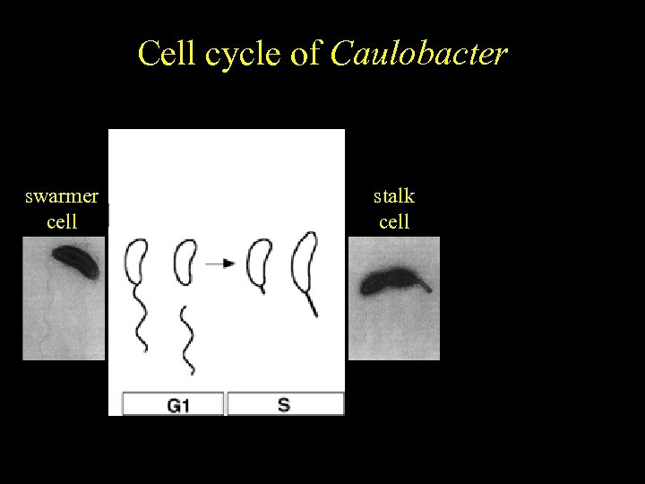 Caulobacter Cell cycle of crescentus Cell cycle-regulated differentiation swarmer cell stalk cell 