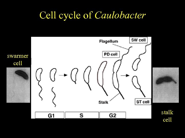 Caulobacter Cell cycle of crescentus Cell cycle-regulated differentiation swarmer cell stalk cell 