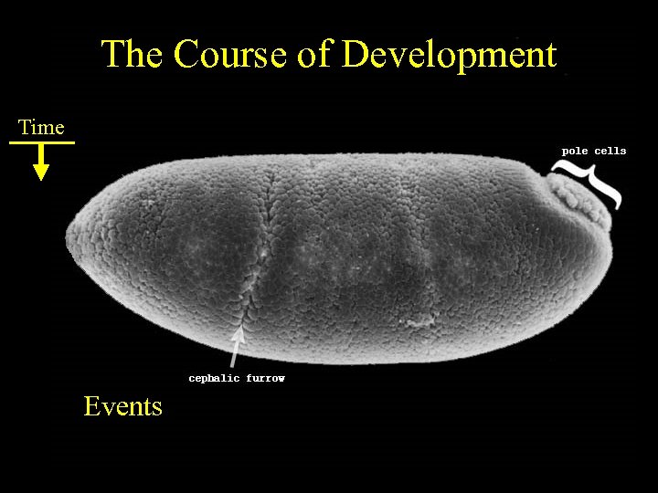 The Course of Development Time Events 