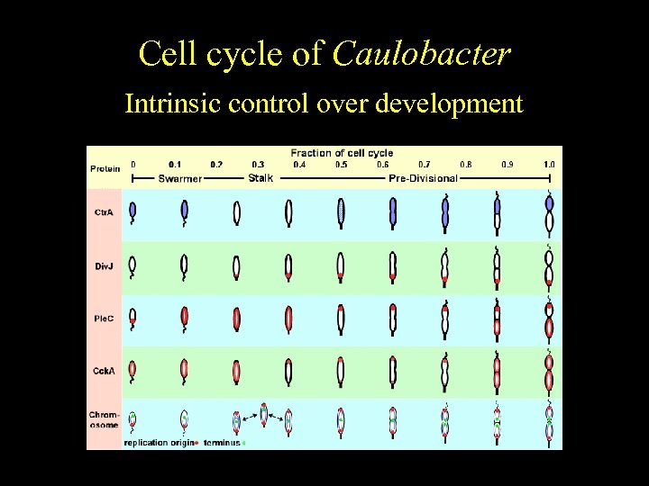 Caulobacter Cell cycle of crescentus Cell cycle-regulated differentiation Intrinsic control over development 