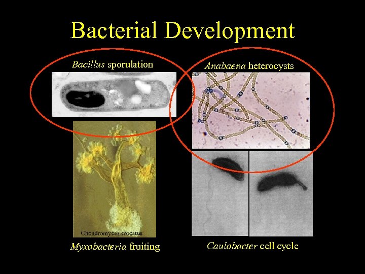 Bacterial Development End result. . . much simpler Bacillus sporulation Anabaena heterocysts Myxobacteria fruiting