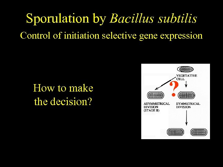 Bacillus subtilis Sporulation by Bacillus subtilis Temporally regulated differentiation Control of initiation selective gene