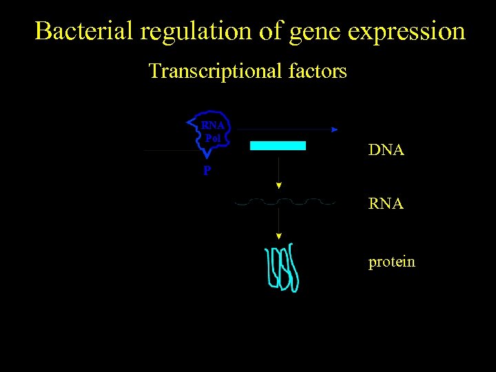 Bacterial regulation of gene expression Transcriptional factors RNA Pol DNA P RNA protein 