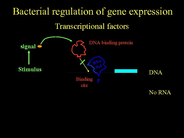 Bacterial regulation of gene expression Transcriptional factors signal No stimulus Stimulus DNA binding protein