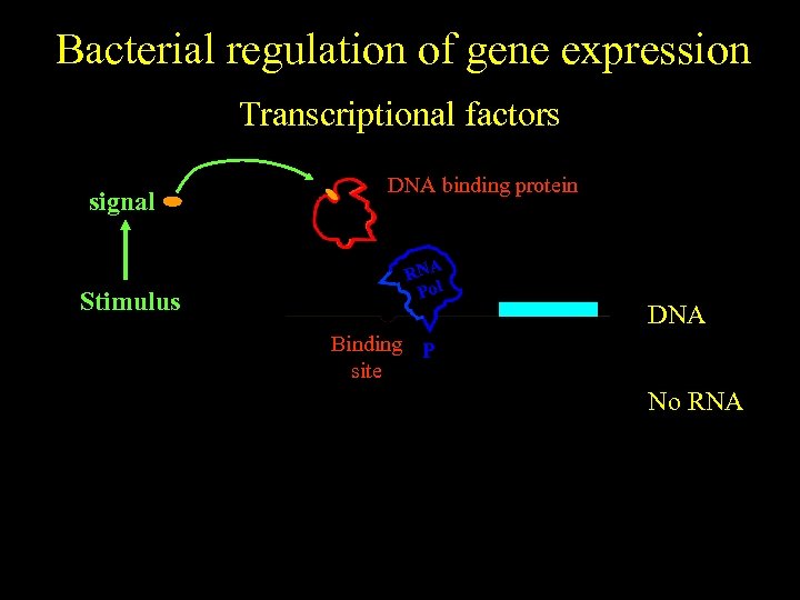 Bacterial regulation of gene expression Transcriptional factors signal No stimulus Stimulus DNA binding protein