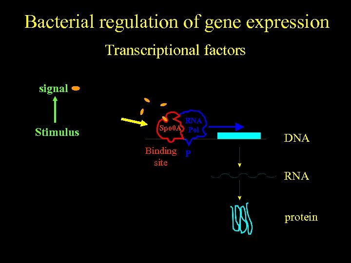 Bacterial regulation of gene expression Transcriptional factors signal No stimulus Stimulus RNA Spo 0