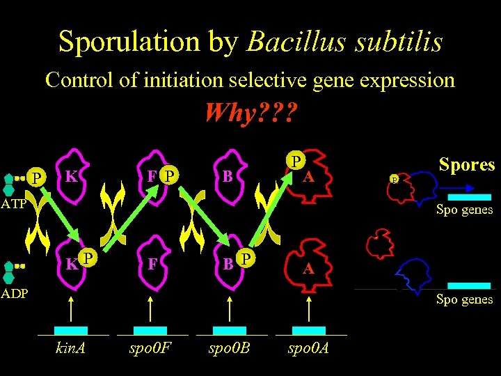 Sporulation by Bacillus subtilis Control of initiation selective gene expression Why? ? ? P