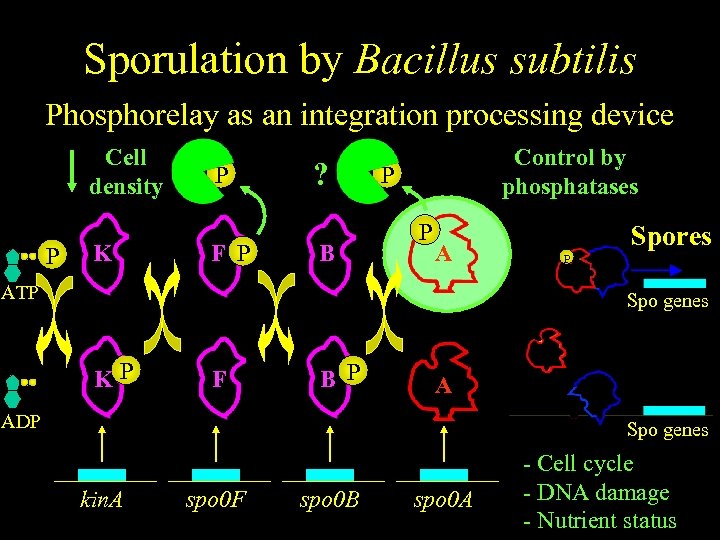 Sporulation by Bacillus subtilis Phosphorelay as an integration processing device Cell density P K