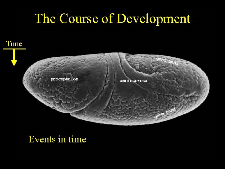 The Course of Development Time Events in time 