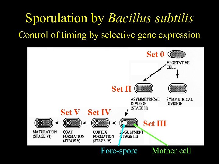 Bacillus subtilis Sporulation by Bacillus subtilis Temporally regulated differentiation Control of timing by selective