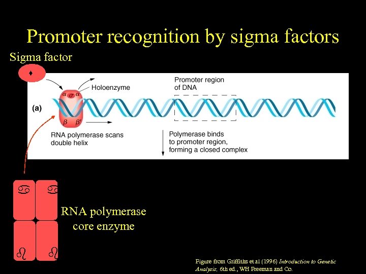 Promoter recognition by sigma factors Sigma factor RNA polymerase core enzyme ' Figure from