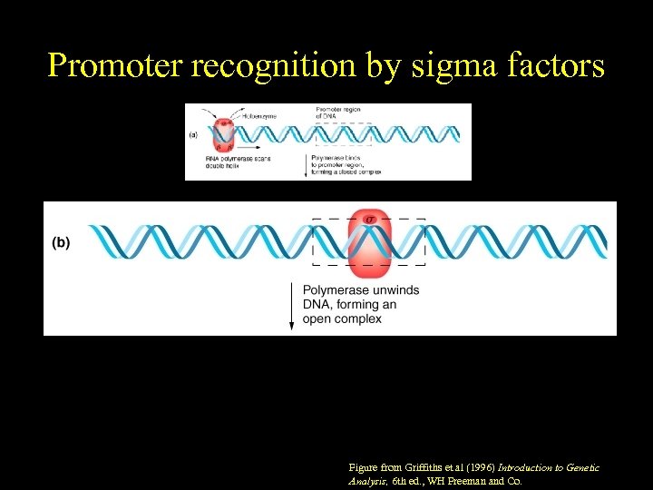 Promoter recognition by sigma factors Figure from Griffiths et al (1996) Introduction to Genetic