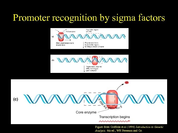 Promoter recognition by sigma factors Figure from Griffiths et al (1996) Introduction to Genetic