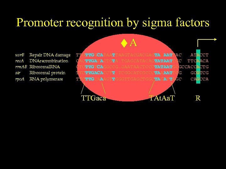 Promoter recognition by sigma factors uvr. B rec. A rrn. AB str rpo. A