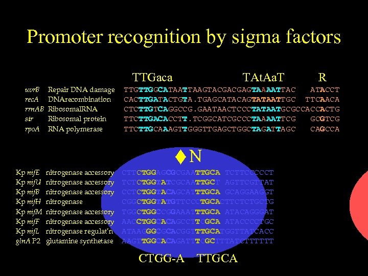 Promoter recognition by sigma factors TTGaca uvr. B rec. A rrn. AB str rpo.