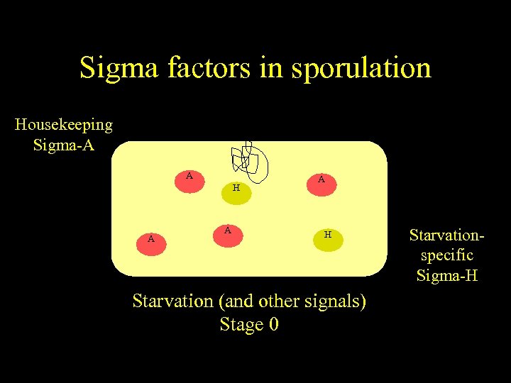 Sigma factors in sporulation Housekeeping Sigma-A A H A A A H Starvation (and