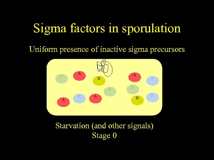 Sigma factors in sporulation Uniform presence of inactive sigma precursors E A A H