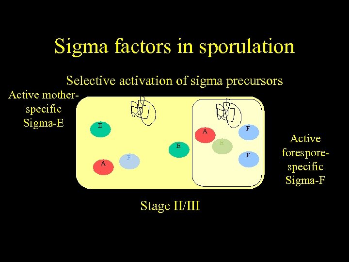 Sigma factors in sporulation Selective activation of sigma precursors Active motherspecific Sigma-E E A