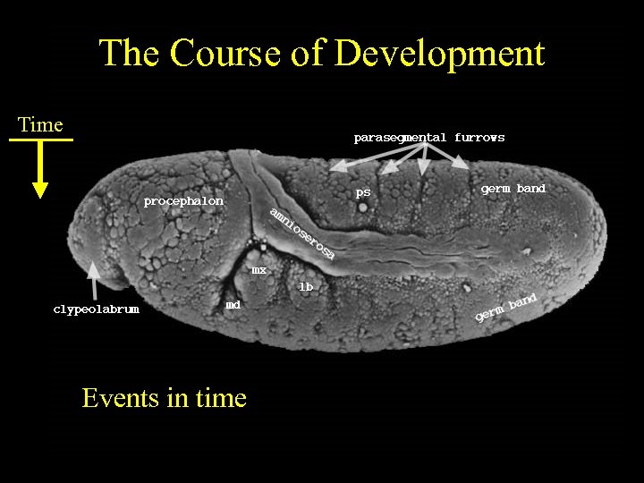 The Course of Development Time Events in time 