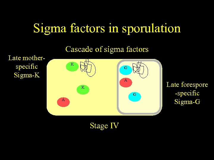 Sigma factors in sporulation Cascade of sigma factors Late motherspecific Sigma-K K G E