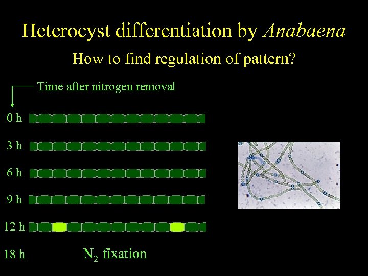 Anabaena Heterocyst differentiation by Anabaena Spatiallyfind regulation of pattern? regulated differentiation How to Time