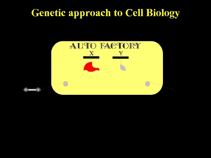 Genetic approach to Cell Biology 