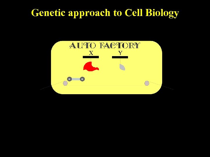 Genetic approach to Cell Biology 