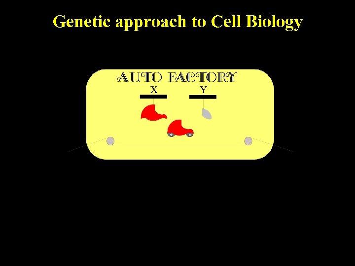 Genetic approach to Cell Biology 