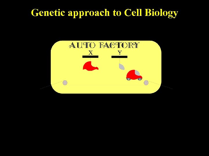 Genetic approach to Cell Biology 