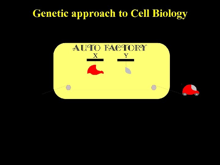 Genetic approach to Cell Biology 