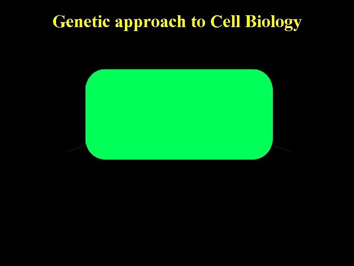 Genetic approach to Cell Biology 