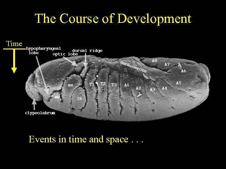 The Course of Development Time Events in time and space. . . 