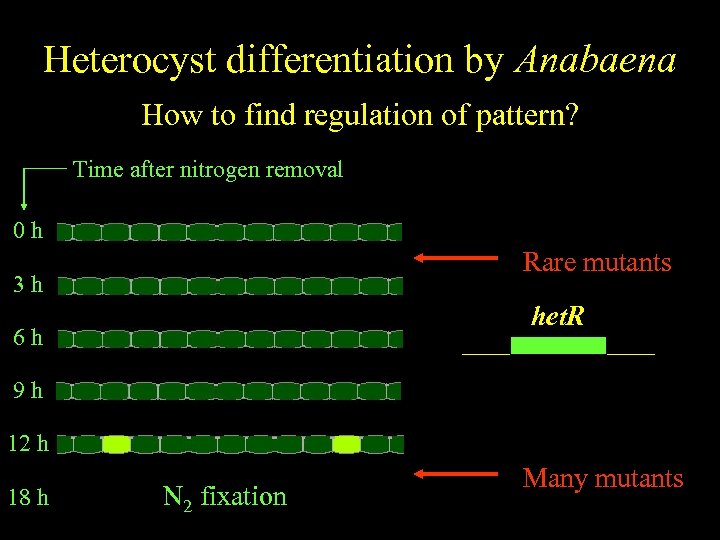 Anabaena Heterocyst differentiation by Anabaena Spatiallyfind regulation of pattern? regulated differentiation How to Time