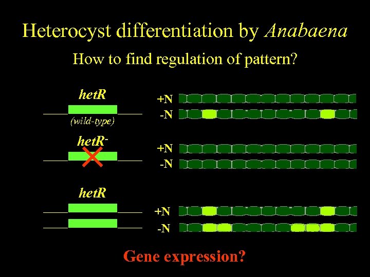 Anabaena Heterocyst differentiation by Anabaena Spatiallyfind regulation of pattern? regulated differentiation How to het.