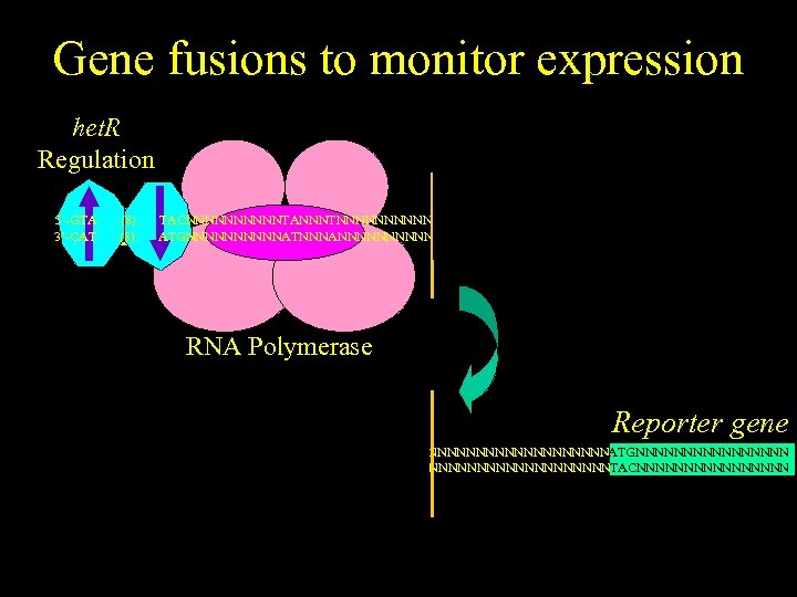 Gene fusions to monitor expression het. R Regulation het. R gene 5’-GTA 3’-CAT .