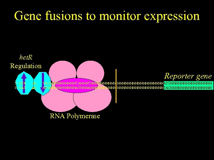 Gene fusions to monitor expression het. R Regulation Reporter gene 5’-GTA 3’-CAT . .