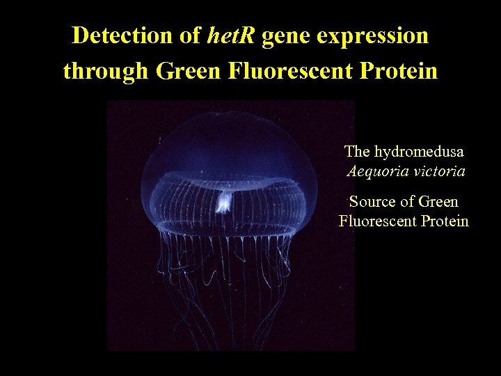 Detection of het. R gene expression through Green Fluorescent Protein The hydromedusa Aequoria victoria