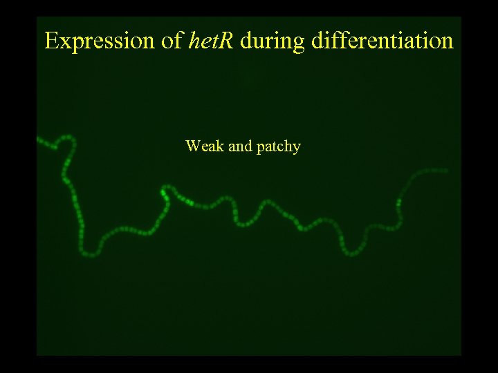 Expression of het. R during differentiation Weak and patchy 